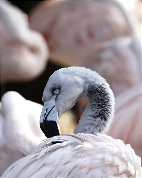 A flamingo is pictured in a park in Mannheim