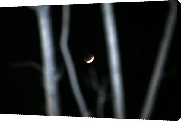 A lunar eclipse of a full Blue Moon is seen rising behind a tree in Chennai