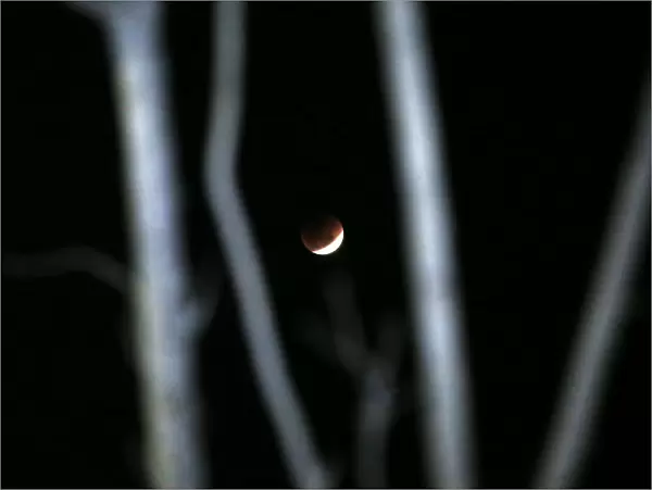 A lunar eclipse of a full Blue Moon is seen rising behind a tree in Chennai