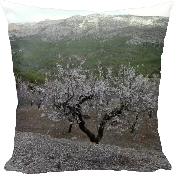 Almond trees in flower to be grinded down are shown in a quarantine area around a tree