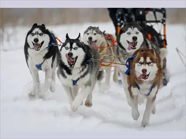 Dog team races during a sled and skijoring competition outside Almaty