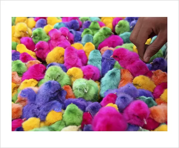 Colored chicks are sold during the run-up to Easter in downtown Amman