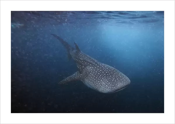 A six meter whale shark swims just outside Hanifaru Bay of Maldives remote Baa Atoll