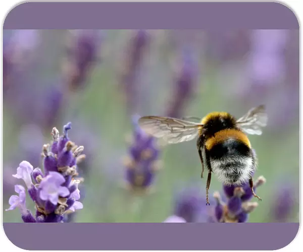 A bumblebee flies beyond lavender blossoms in Vienna