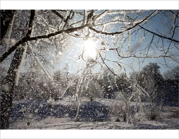 Frost falls from a tree on a winter day at a park in Minsk
