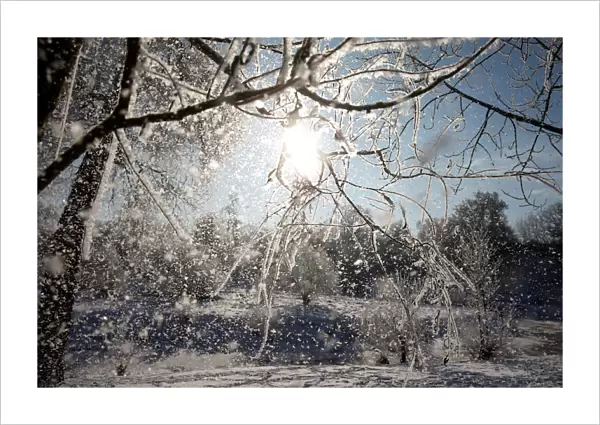 Frost falls from a tree on a winter day at a park in Minsk
