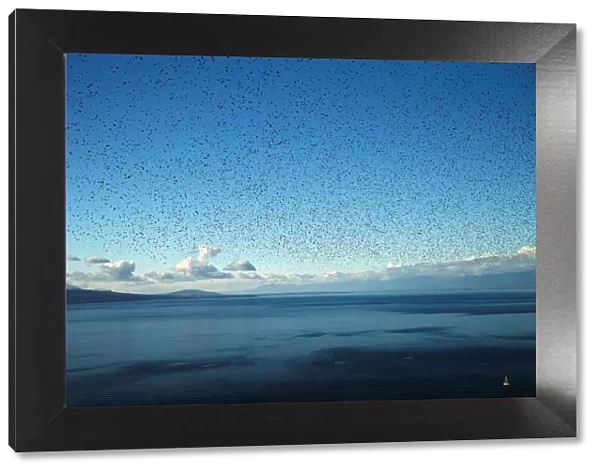 A flock of starlings flies over Lake Leman on an autumn morning in the Lavaux near