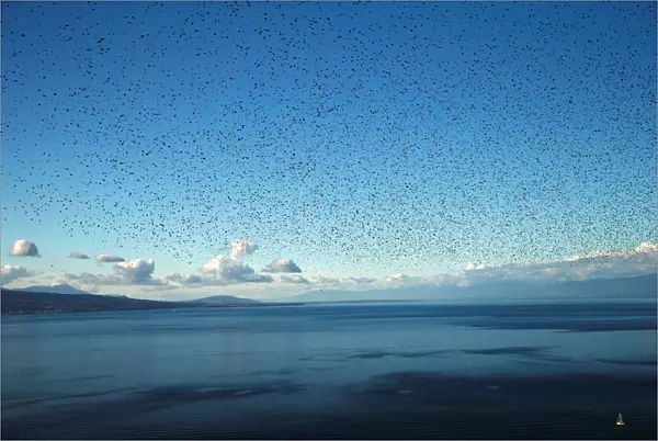 A flock of starlings flies over Lake Leman on an autumn morning in the Lavaux near