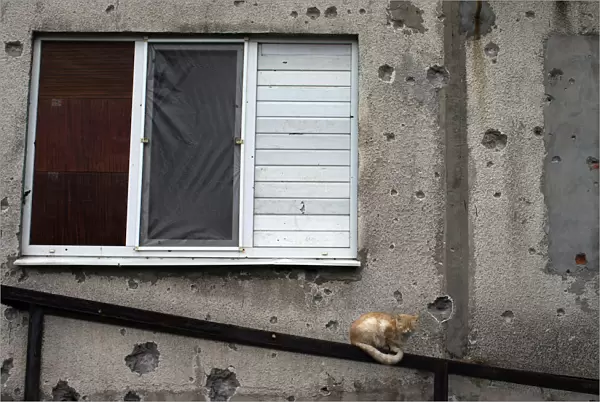 A cat sits in front of a building that was damaged in the recent shelling