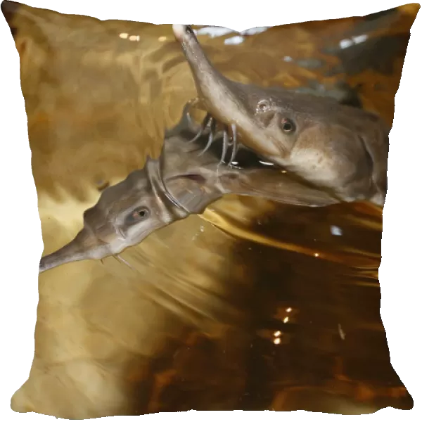 Sterlet, a breed of sturgeon, swim in a tank at the Beloyarsky state fish hatchery in the