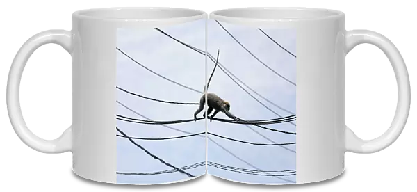 A monkey walks on main power lines on a main road in Colombo