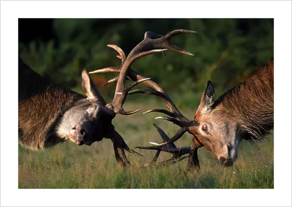 Two stag deer clash antlers during the beginning of the rutting season in Richmond Park