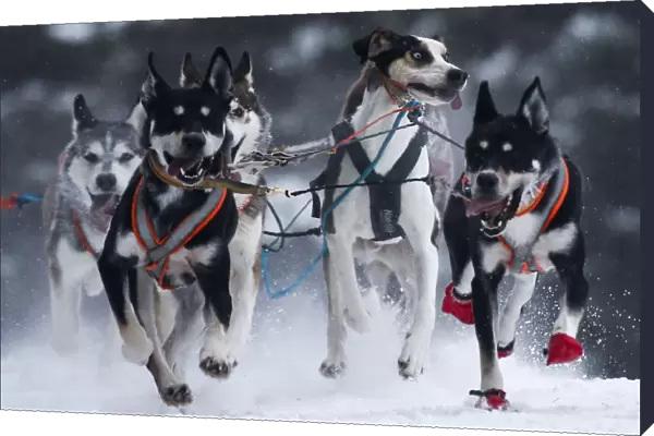 Dogs compete in a sled and skijoring race outside Yekaterinburg