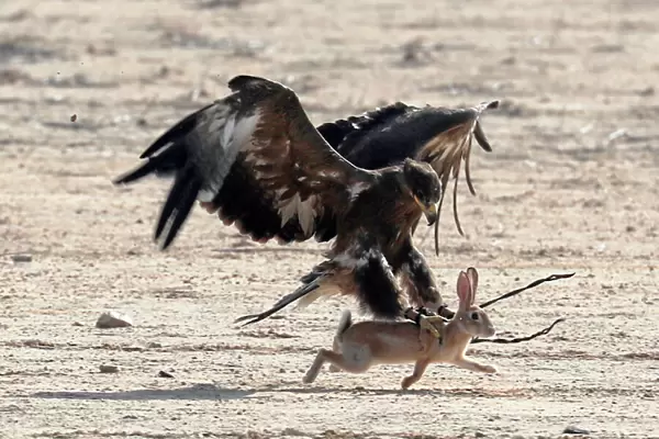 A hunting falcon catches a hare during a celebration by Egyptian clubs