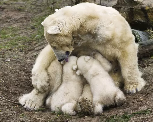 Polar bear Huggies licks her twin cubs while breastfeeding them during their first public