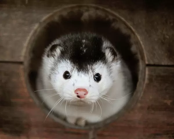 A mink looks out of its cage at a fur farm near the town of Kalinkovichi