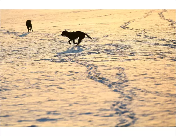 Dogs chase each other in the snow on Clapham Common in London