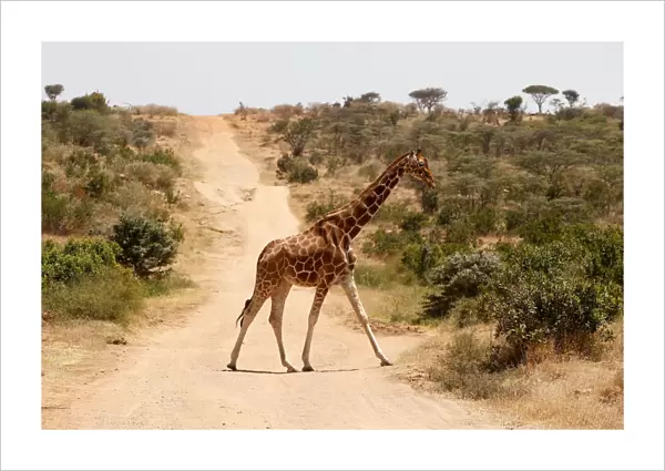 A reticulated giraffe crosses a road near the Mpala Research Centre in Laikipia County
