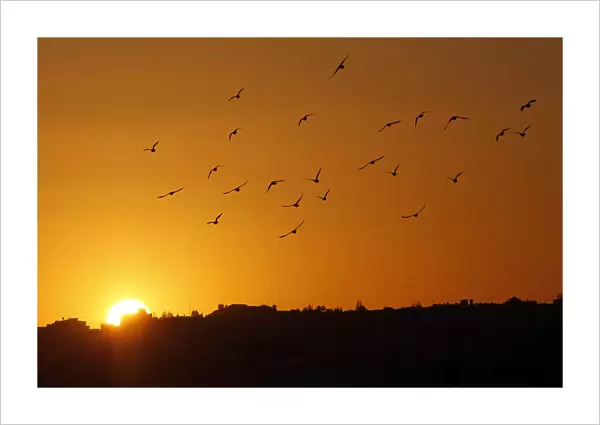 Birds fly in the sky as the sun sets on New Years Eve in Amman