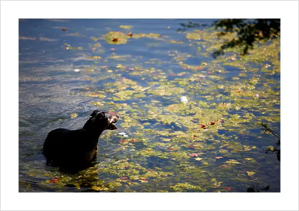 A dog takes a swim in the public bathing pond on Hampstead Heath in London