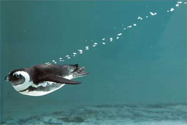 An African penguin swims in his pool at the Servion Zoo in Servion