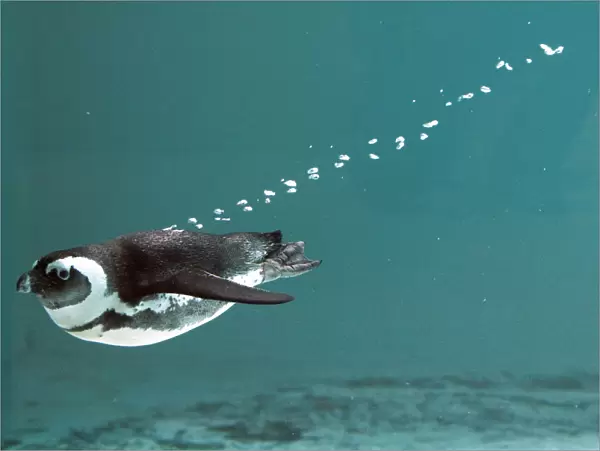 An African penguin swims in his pool at the Servion Zoo in Servion