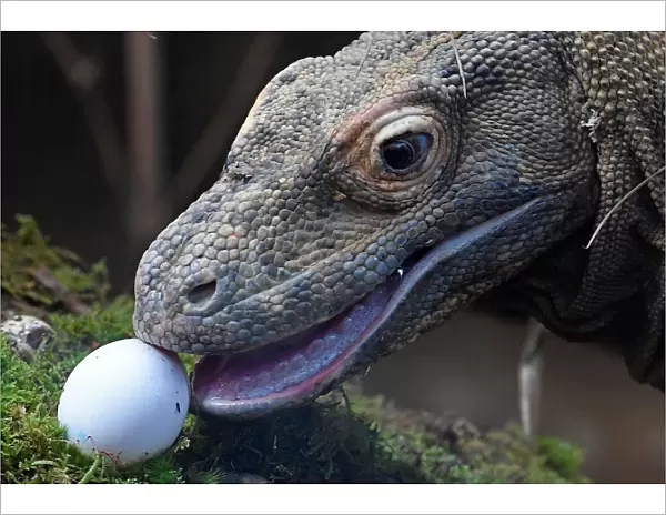 A Komodo dragon, named Ganas, eats a raw egg at London Zoo in London, Britain