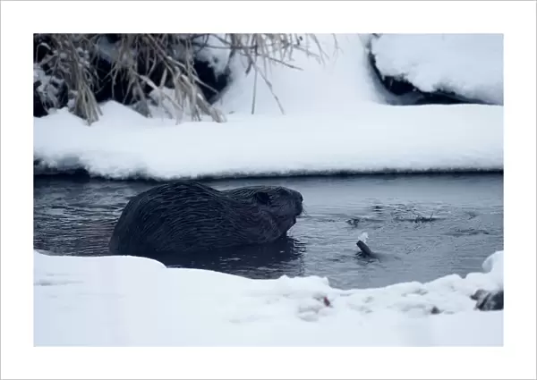 Beaver is seen in a channel in Republican landscape reserve Naliboksky near the village