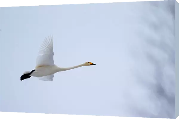 A whooping swan flies over forest in Republican landscape reserve Naliboksky near the