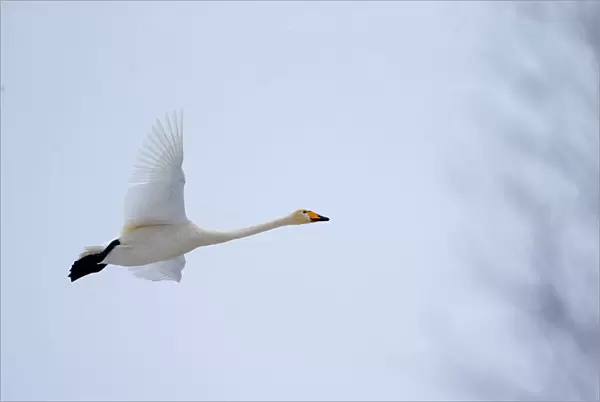 A whooping swan flies over forest in Republican landscape reserve Naliboksky near the