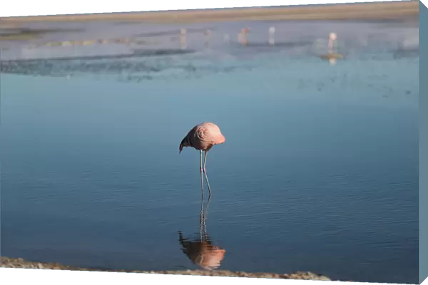 A flamingo bird is seen at Chaxa Lagoon on the Atacama Salt Flat in the Atacama Desert