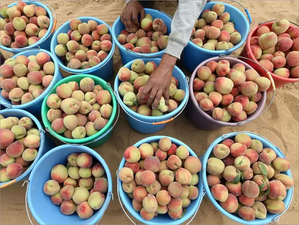 Palestinian man sorts freshly picked peach during harvest season at a farm in Khan Younis