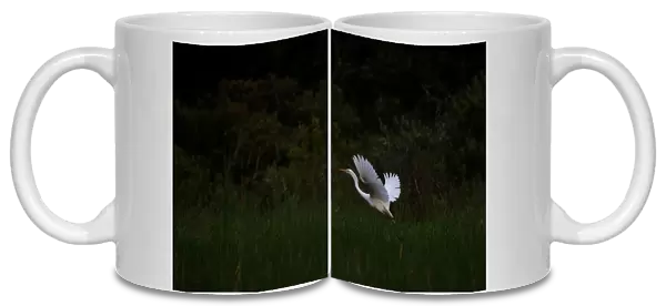 Great egret flies at a lake near the village Sosenka