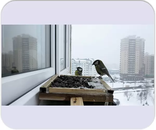 Great tits feed at bird feeder at a window sill of an apartment in Minsk