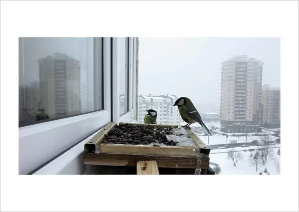 Great tits feed at bird feeder at a window sill of an apartment in Minsk