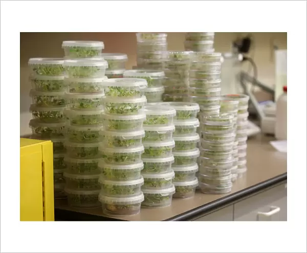 Containers of sprouted canola seed sit in the double haploid  /  pathology lab of Monsanto