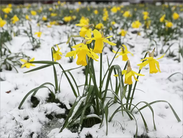 Daffodils wilt in the snow in Greenwich Park, London