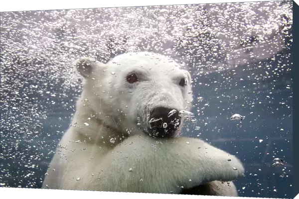 Ganuk, the polar bear cub, swims under water at the St-Felicien Wildlife Zoo