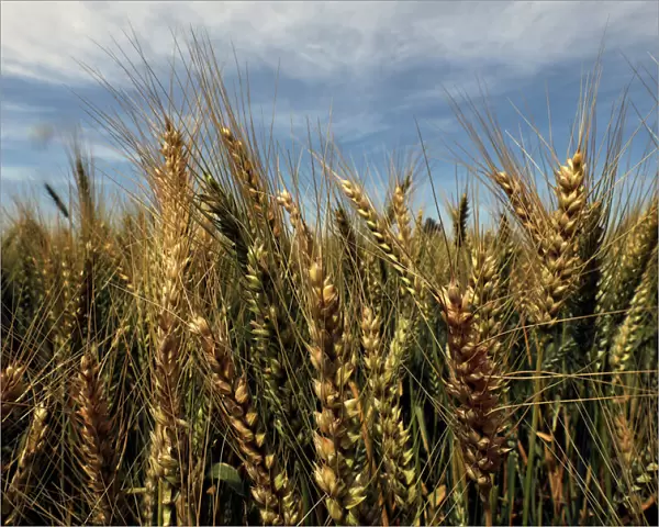 A field of wheat sits ready to be harvested in the Beheira governorate, north of Cairo