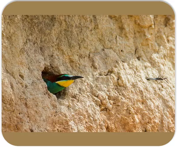 A European bee-eater looks out from its nest near the village of Alekseevka