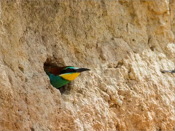 A European bee-eater looks out from its nest near the village of Alekseevka