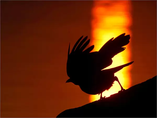 Raven takes off from a tree during sunset at a lake on the outskirts of Minsk