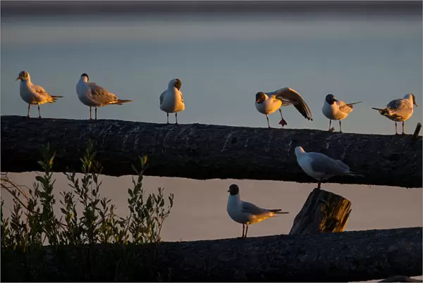 Gulls sit on a dead tree at a lake near the town of Vileika