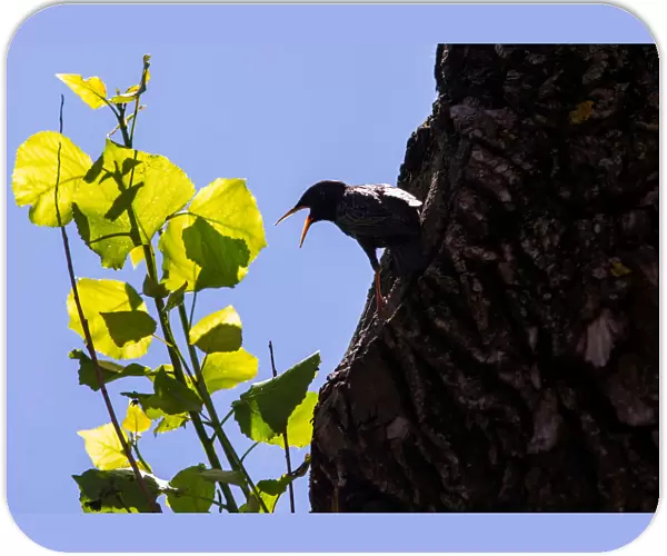 A starling is seen in its nest on a poplar in Minsk