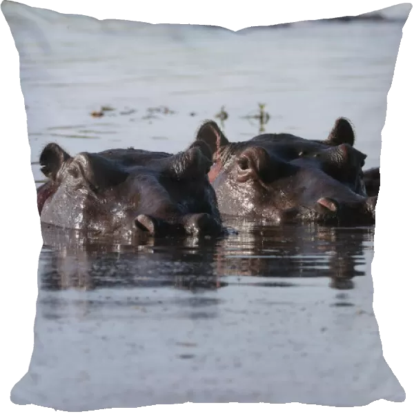 A pod of hippos is seen in the Okavango Delta