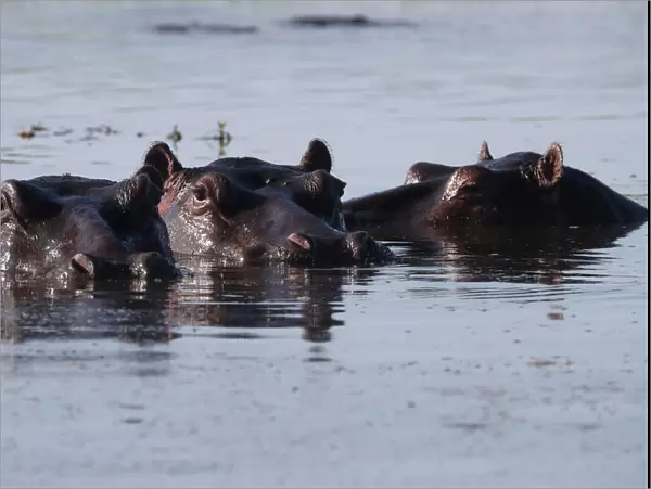 A pod of hippos is seen in the Okavango Delta