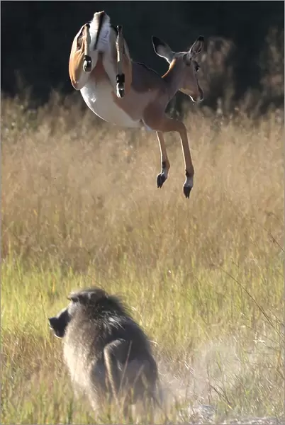 A startled antelope jumps over a baboon in the Okavango Delta