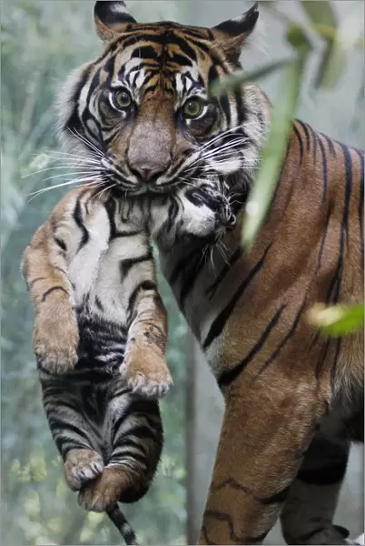 Two-month-old Sumatran tiger cub is held by his mother Malea at the zoo in Frankfurt