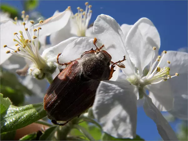 A chafer is seen on apple flowers in the village of Obchyn