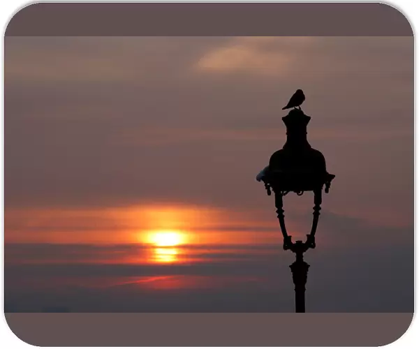 A bird sits on a street lamp at the Butte Montmartre as the sun rises in Paris